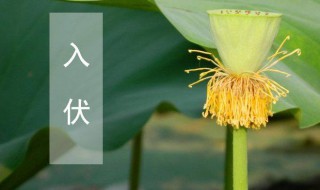 几号入伏2021（几号入伏2021年几号出伏）