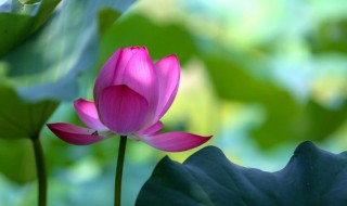 2021年7月几号入伏 2021年7月几号入伏最热