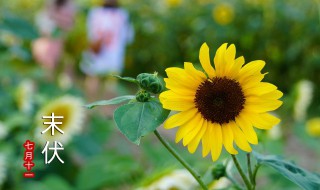 哪天入伏2021年头伏 哪天入伏2021年头伏哪天立秋