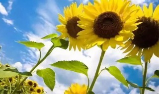 2021入伏从哪天算起 2021入伏从哪一天开始算起