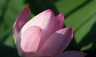 什么时候开始入伏天（什么时候入伏天2022）