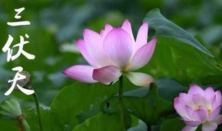 2021年入伏是几月几号（2021年入伏几月几号夏至）