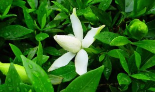 栀子花苞没开就掉了怎么办?（栀子花没开花苞就掉了怎么处理）