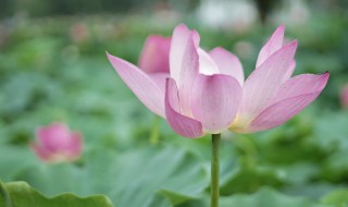 什么时候入伏2021（什么时候入伏2021几点）