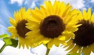 入伏2021多少天 2021入伏到出伏一共多少天