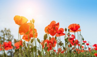 大暑开什么花 大暑有什么花开