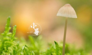 2021小暑有几天（2021年小暑几点）