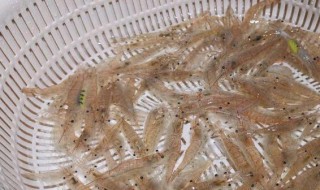 小米虾怎么养不会死?（小米虾怎么养活）