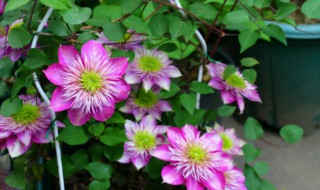 买回来的铁线莲小苗怎么养护? 铁线莲小苗如何养护