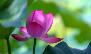 2021年何时入伏 2021年何时入伏天