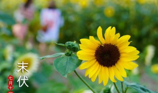 初伏到中伏多少天2021（2021什么时候入伏中伏多少天）