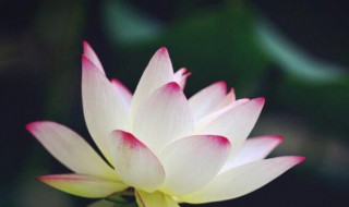 2021年大暑几点几分 2021年大暑是哪一天几时几分几秒