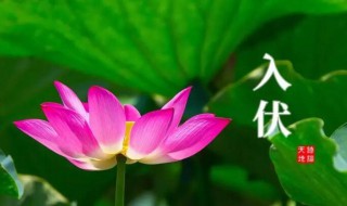 小暑是入伏的开始吗（小暑是入伏还是大暑是入伏）