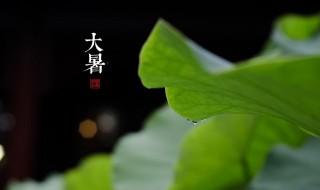 大暑养生要点讲解（大暑养生指南）