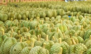 中国的榴莲之乡在哪里（中国的榴莲之乡在哪儿）