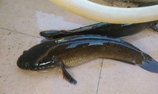 黑鱼是发物吗（黑鱼是发物吗?皮肤感染能吃吗?）