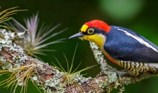 啄木鸟的美称 啄木鸟的美称是森林医生吗
