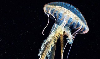 海母是什么（海母是什么样的）