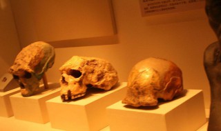 中国四大国宝 中国四大国宝动物