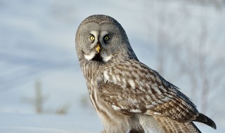 猫头鹰的美称 猫头鹰的美称和雅称