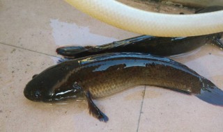 乌鱼是发物吗 黑鱼是发物吗