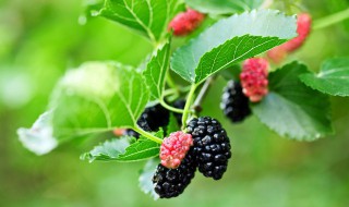 胚泡是什么（胚泡是什么的开始）