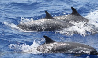 海豚形态特征 海豚形态特征有哪些