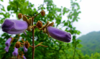 山谷鸣的花语是什么