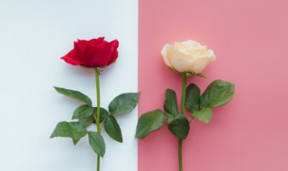 西方情人节的传说有什么（西方的情人节叫什么）