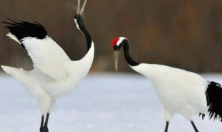 丹顶鹤的寓意和象征（丹顶鹤的寓意和象征风水）