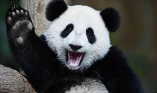 我国四大国宝动物是指 中国的四大国宝是哪四种动物