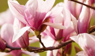 四月的别称和雅称 四月的别称和雅称叫什么