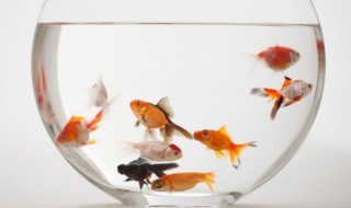 梦见发大水捉鱼是什么意思 梦见发大水捉到鱼