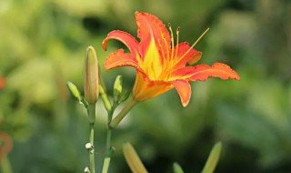 世界的母亲之花是什么（世界的母亲之花是什么?）