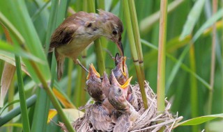 鸠占鹊巢鸠是指什么鸟 鸠占鹊巢中的鸠是哪种鸟