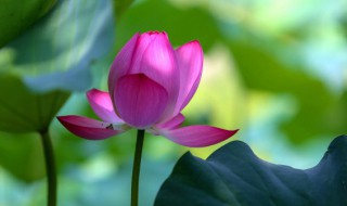 三伏天是什么意思含义 三伏天是什么意思啊