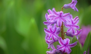 淡紫色风信子花语代表着什么 不同颜色风信子的花语和寓意