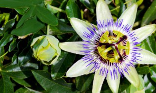 时钟花花语是什么（时钟花的花语是什么）