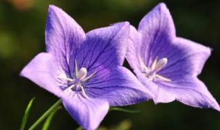 紫番红花的花语是什么（紫色番红花的花语）