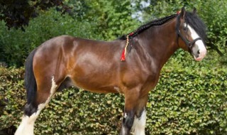 万马之王是什么马 万马之王是什么马种