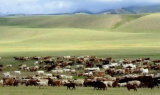 蒙古国的传统产业是什么