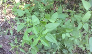 老鼠布袋的学名叫什么（中药老鼠布袋的学名是什么）