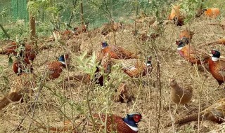 梦见好多野鸡在地里（梦见好多野鸡在地里飞）