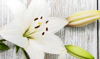 56朵百合代表什么 56朵百合代表什么含义