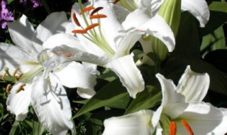 两朵百合代表什么（两朵百合代表什么寓意）