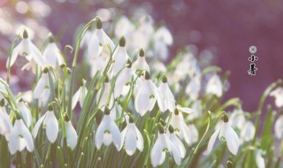 2021小暑的含义是什么 2021小暑具体时间