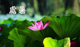 处暑之后种什么蔬菜（处暑之后种什么蔬菜比较好）