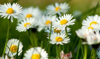 德国甘菊的生日花语是什么 甘菊花的花语和象征