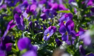 苦苣的生日花语是什么 苦菜花的花语