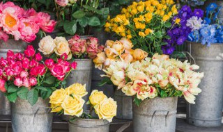 送给父亲送什么鲜花最好以及攻略（送父亲送什么花比较好）